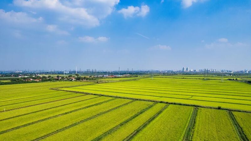 山东农业合作社：类型多样，助力乡村振兴