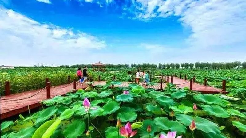 农业种植技术员证补贴政策：解读与影响**