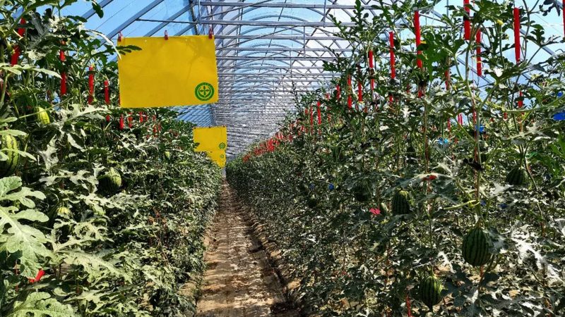 成都粮食种植基地亩产潜力解析